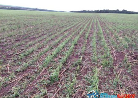 Chuva de granizo volta atingir lavouras de soja em Aral Moreira