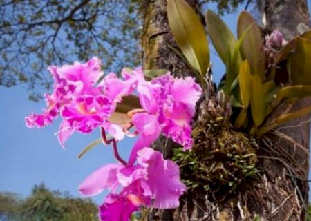 Sindicato Rural de Aral Moreira realiza curso de cultivo de orquídeas