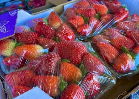 Ceasa: em meio a febre do morango do amor, procura pela fruta aumenta e preço já subiu 35%