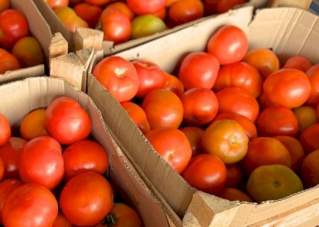 Preços da couve e do tomate ‘despencam’ na Ceasa-MS, mas frio encarece abobrinha